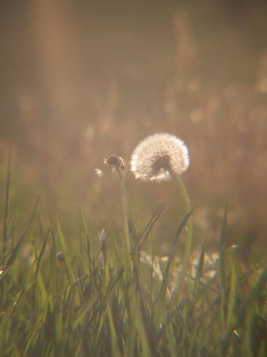 Wordless Wednesday: Dandelions
